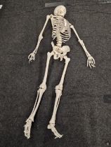 A life size articulated skeleton model.
