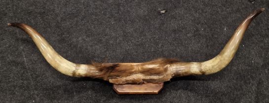 Taxidermy: A mounted pair of highland cattle horns span of 110cm.