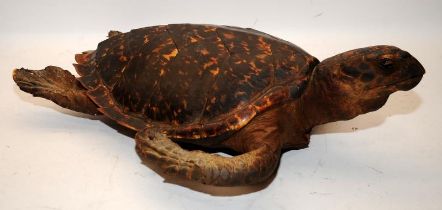 Antique taxidermy of a turtle. O/all length approx 56cms