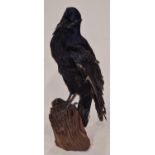 Taxidermy study of a raven 39cm tall.