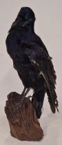 Taxidermy study of a raven 39cm tall.