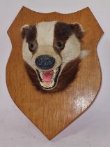 Mounted Taxidermy badgers head on wooden shield 32xx23x23cm approx.