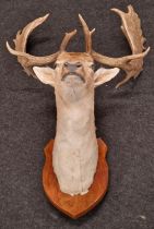 Large mounted Taxidermy deer's head with antlers 110x70x56cm approx.
