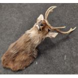Taxidermy large deer's head and antlers 93x36x45cm approx.