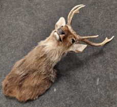 Taxidermy large deer's head and antlers 93x36x45cm approx.