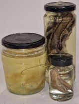 Three Taxidermy specimens in glass jars to include Snake, day old chick and a chicken foot (3).