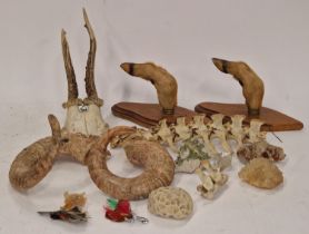 Collection of Taxidermy specimens to include deer coat hooks, spine etc together with some mineral/