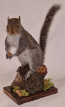 Taxidermy study of a squirrel holding nuts 31cm tall approx.