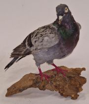 Taxidermy study of a pigeon 26cm tall.