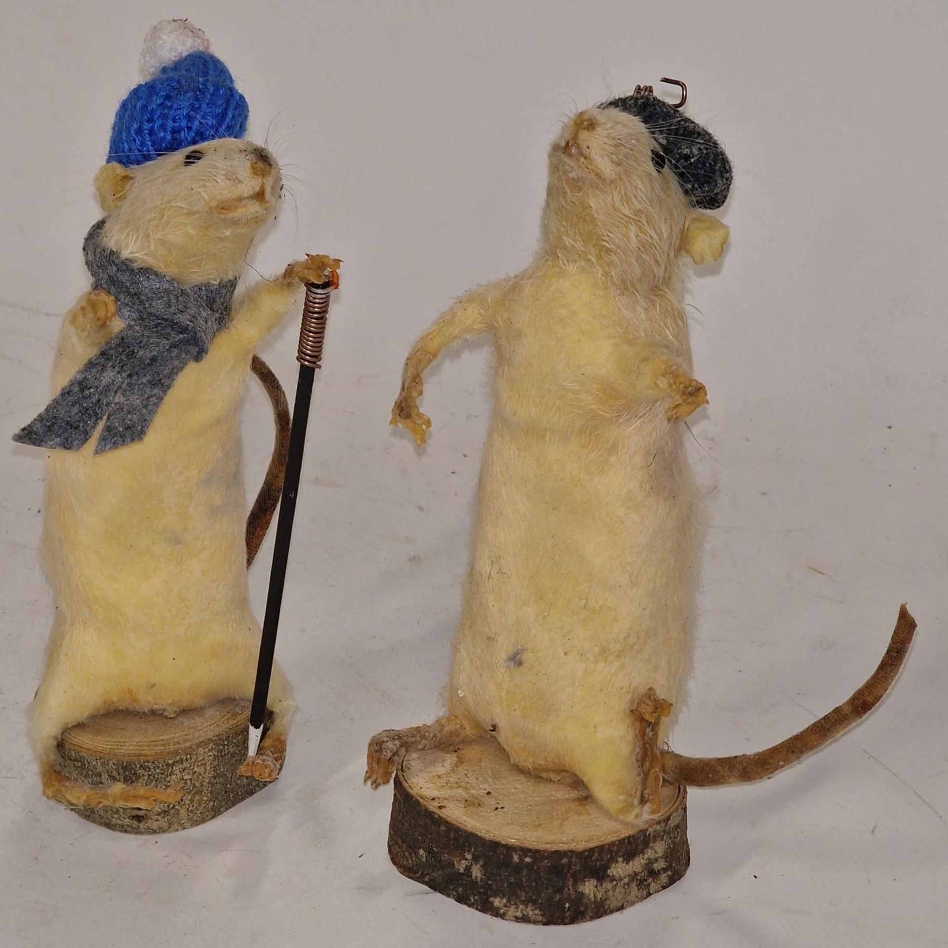Two Taxidermy studies of mice each approx 19cm tall.
