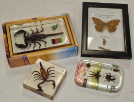 Collection of Taxidermy specimens to include butterfly life cycle and scorpions.