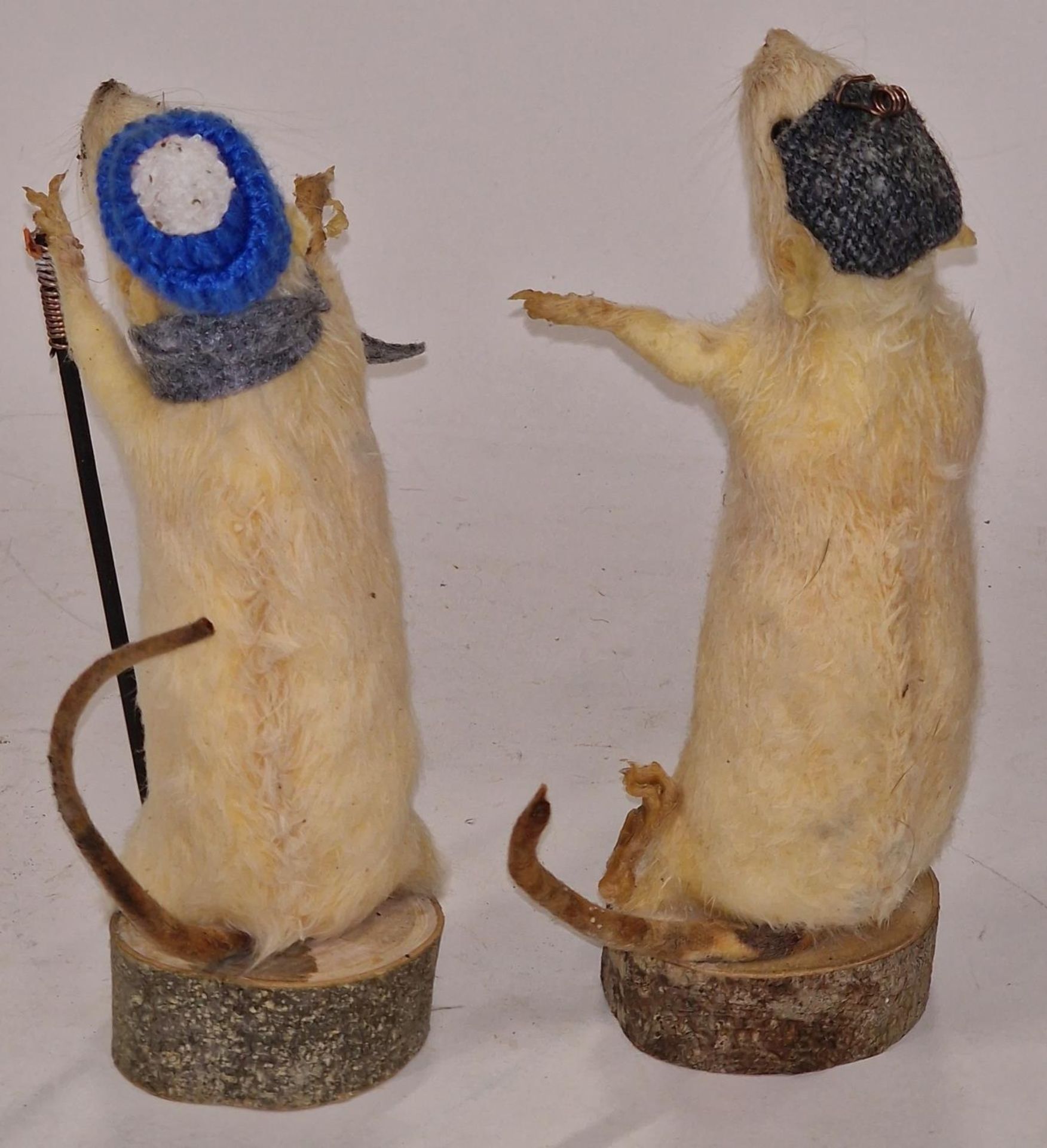 Two Taxidermy studies of mice each approx 19cm tall. - Image 2 of 2