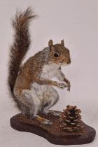 Taxidermy study of a squirrel with a pine cone 34x23cm approx.