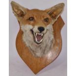 Mounted Taxidermy fox's head on wooden shield 32x23x28cm approx.