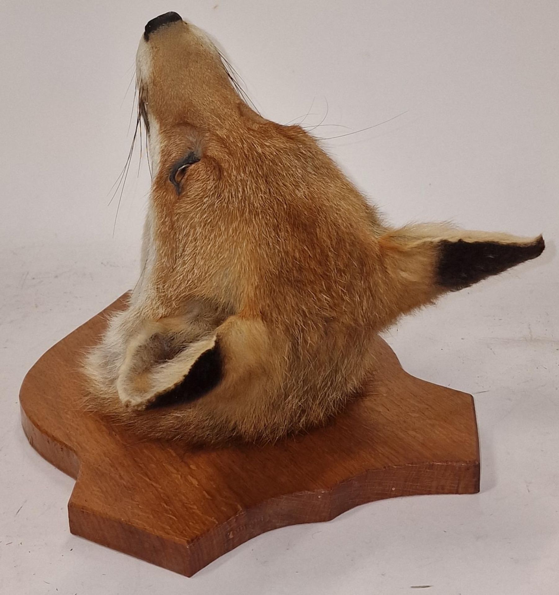 Mounted Taxidermy fox's head on wooden shield 32x23x28cm approx. - Image 3 of 3