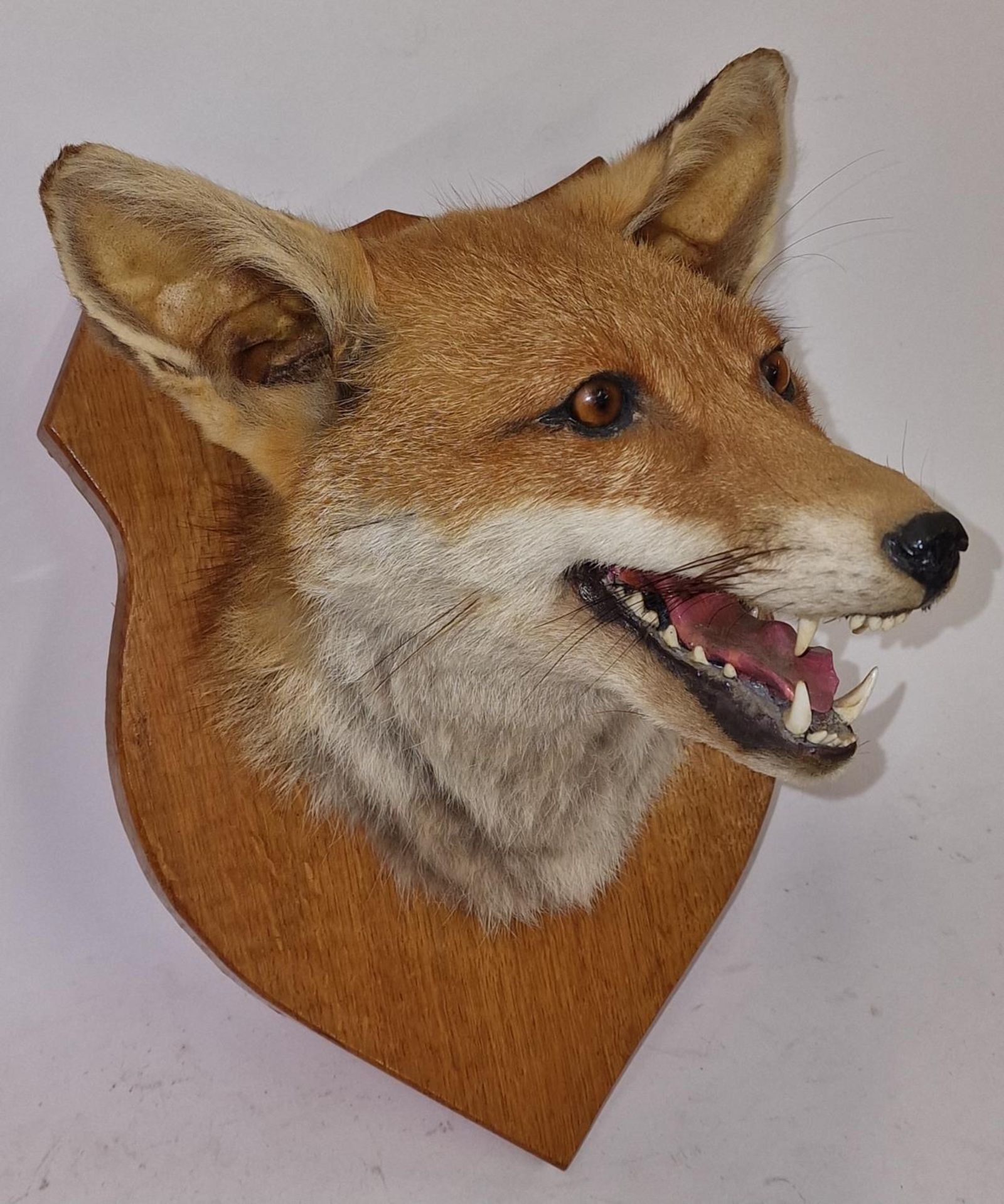 Mounted Taxidermy fox's head on wooden shield 32x23x28cm approx. - Image 2 of 3