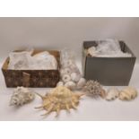 Large collection of various shells spread over two boxes. Good lot to sort through.