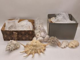 Large collection of various shells spread over two boxes. Good lot to sort through.