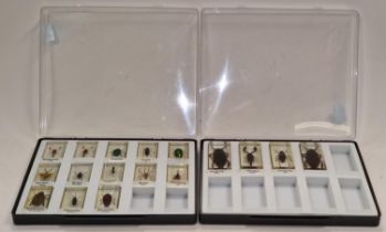 Collection of taxidermy specimens encased in perspex.