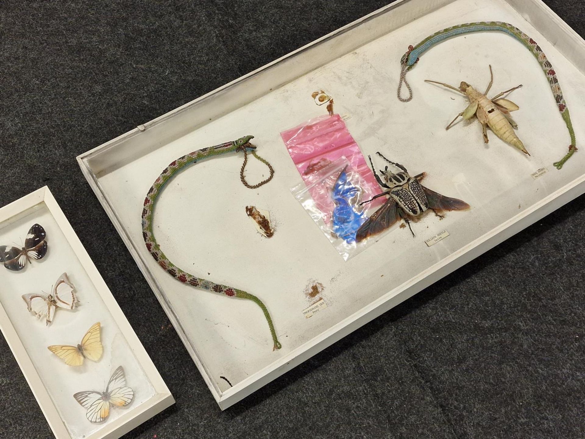 Two framed taxidermy displays to include butterflies. - Image 2 of 2