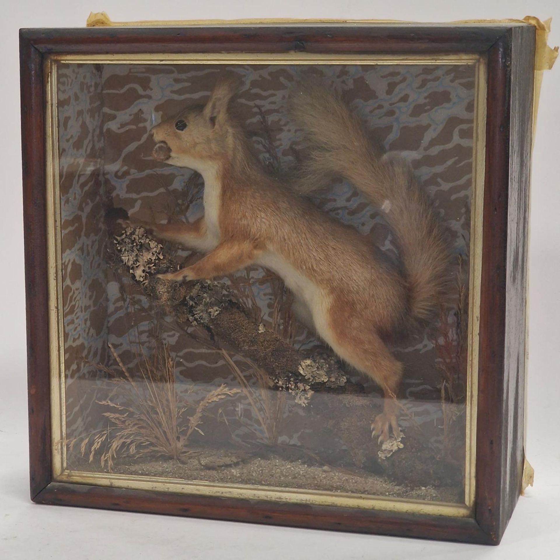 A cased taxidermy study of a squirrel 33x32x13cm.