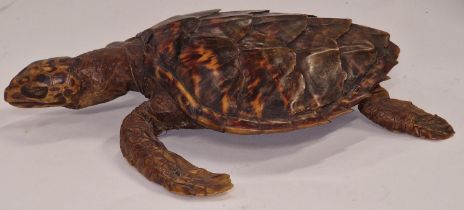 A Taxidermy study of a Loggerhead Sea Turtle approx 33cm long.