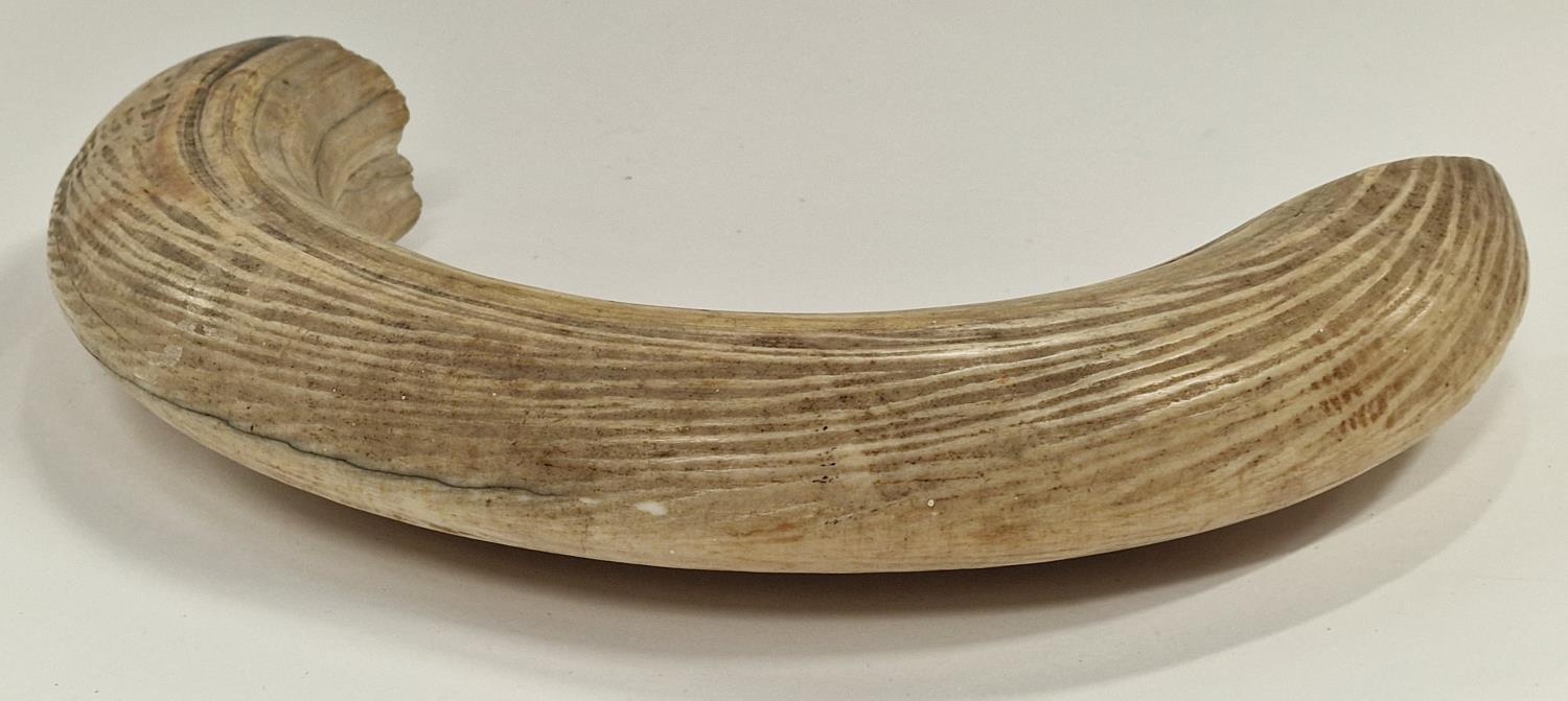 Taxidermy wild boar tusk. - Image 2 of 2