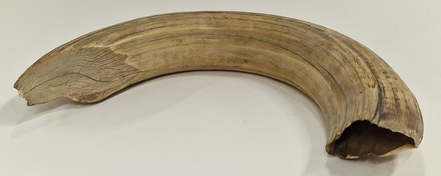 Taxidermy wild boar tusk.