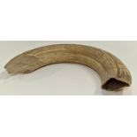 Taxidermy wild boar tusk.