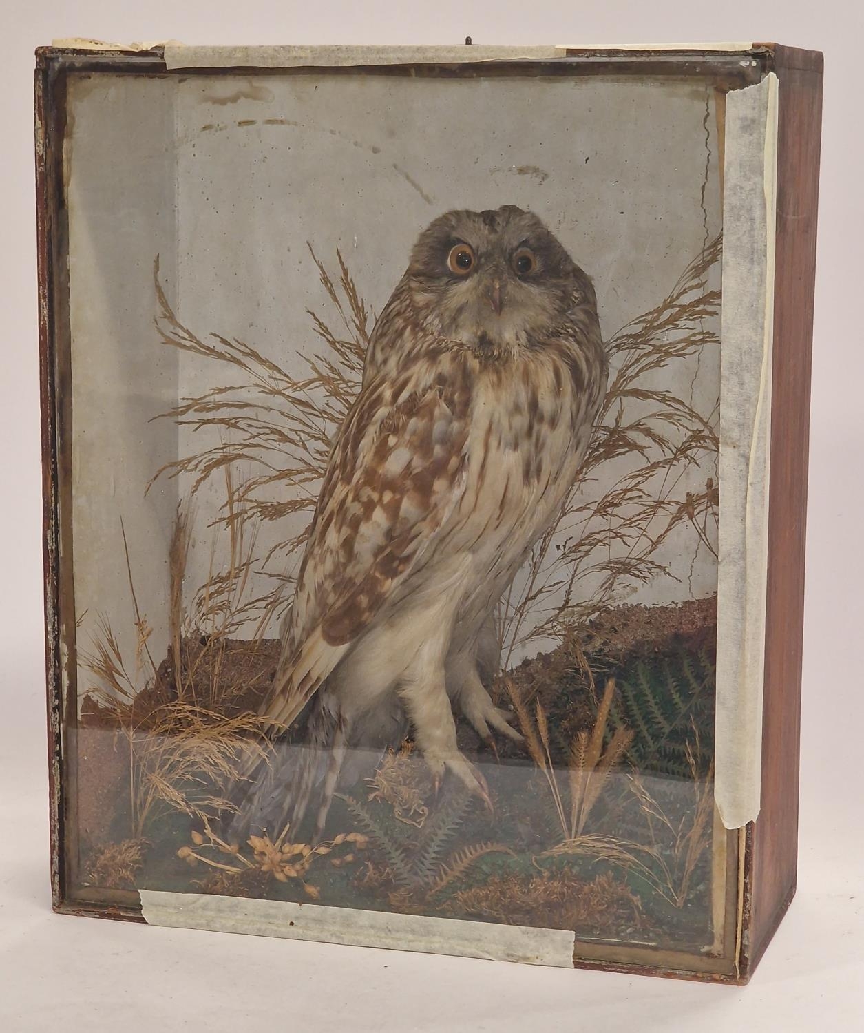 A cased taxidermy study of an owl 40x33x15cm.