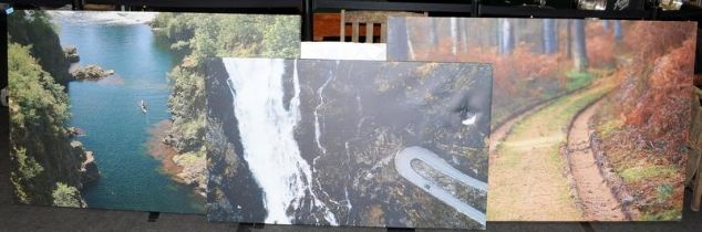 Three contemporary large scale canvas photographs depicting nature related scenes. The largest