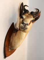 Quality taxidermy Springbok Antelope mounted on hardwood shield plinth. O/all height approx 58cms