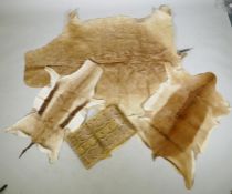 A vintage springbok hide rug, a gazelle hide rug, a larger animal hide rug and a snake skin (