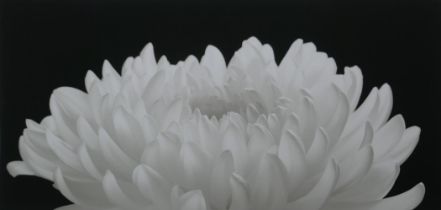 After Hiroyuki Arakawa (Japanese, b.1951), A Spiritual Power, photographic print from his flowers