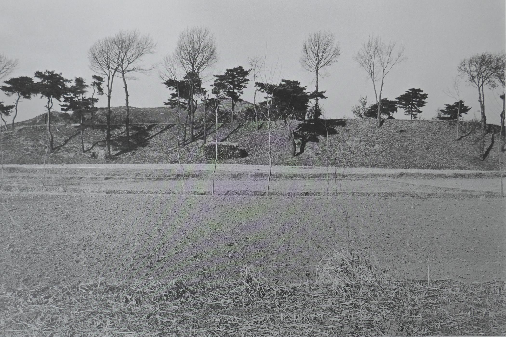 After Hiroyuki Arakawa (Japanese, b.1951), A Spiritual Power, photographic print from his flowers - Image 4 of 6