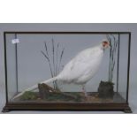 Taxidermy: a rare antique taxidermy specimen of an albino pheasant, in glass case, late C19th/