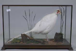 Taxidermy: a rare antique taxidermy specimen of an albino pheasant, in glass case, late C19th/