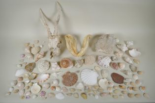 Natural History: a large collection of shells, animal skulls and fossils
