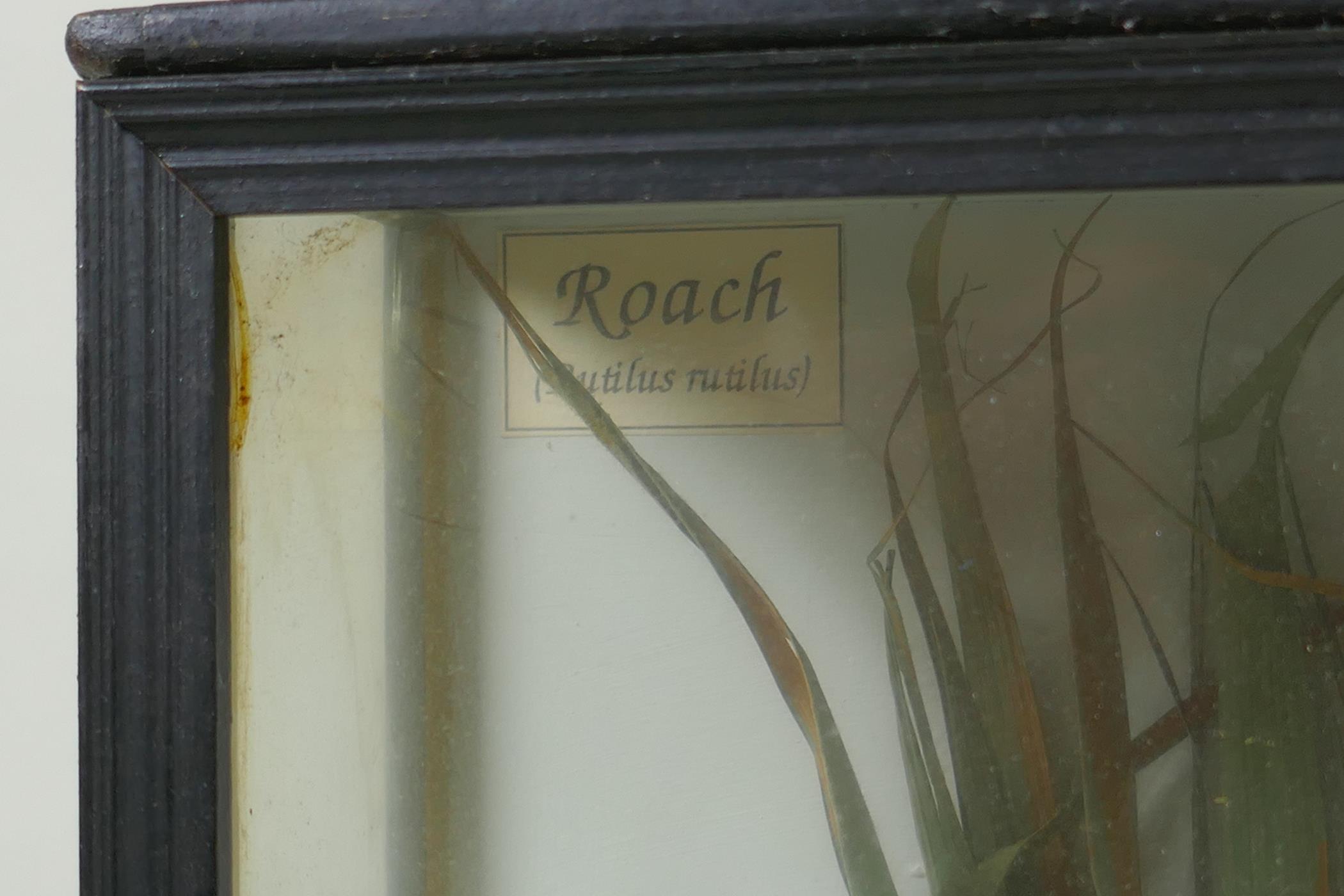 A vintage cased taxidermy roach, 46 x 11cm 28cm high - Image 3 of 3