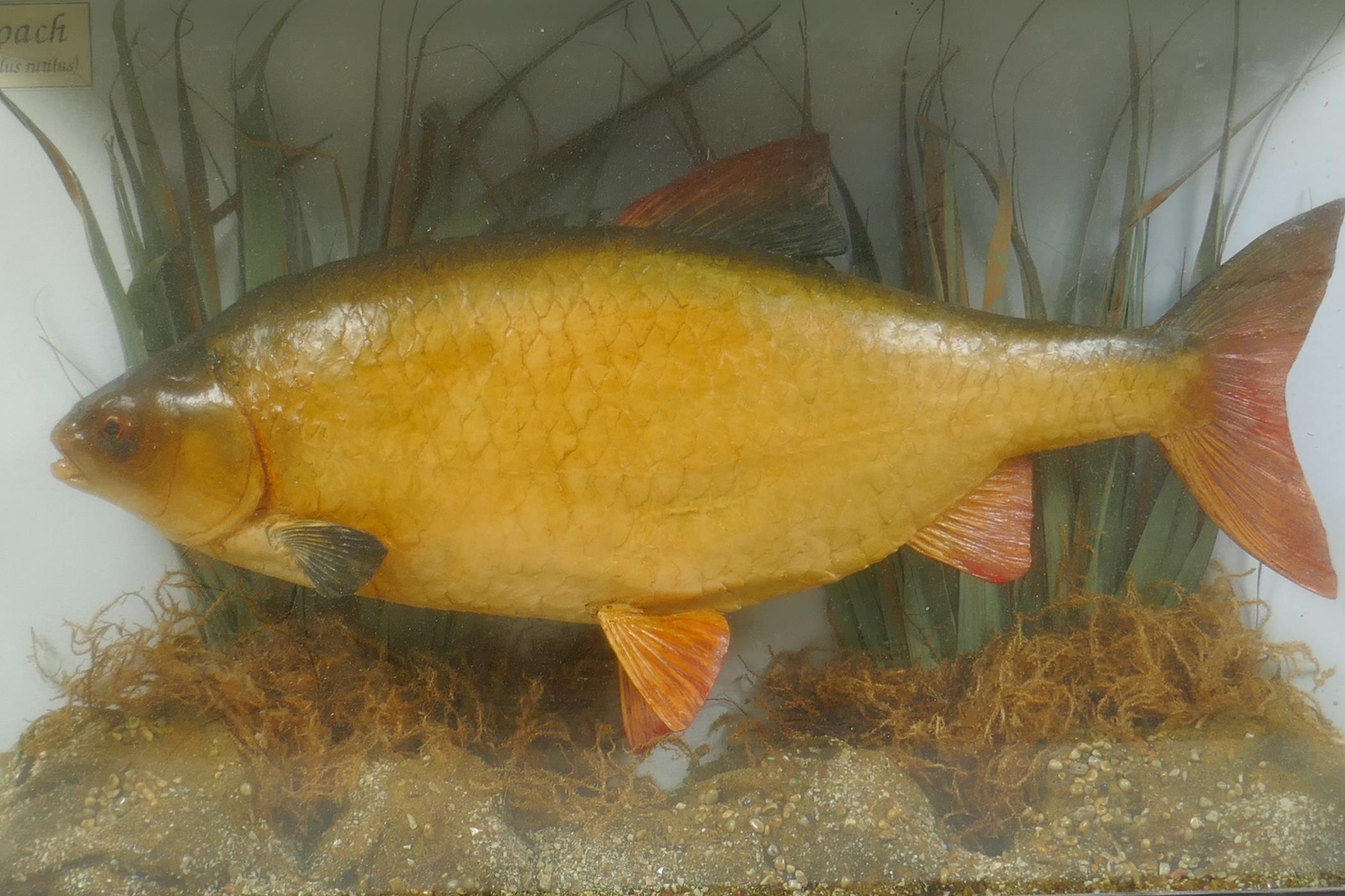 A vintage cased taxidermy roach, 46 x 11cm 28cm high - Image 2 of 3