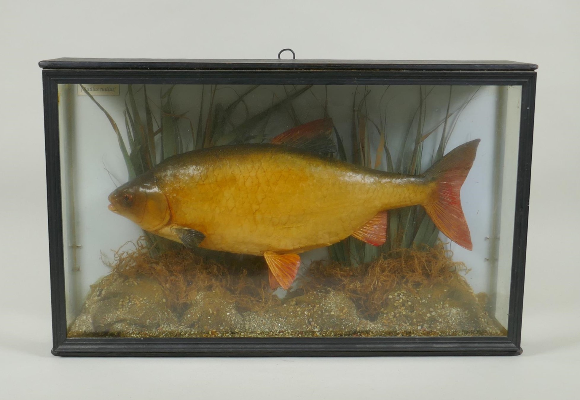 A vintage cased taxidermy roach, 46 x 11cm 28cm high