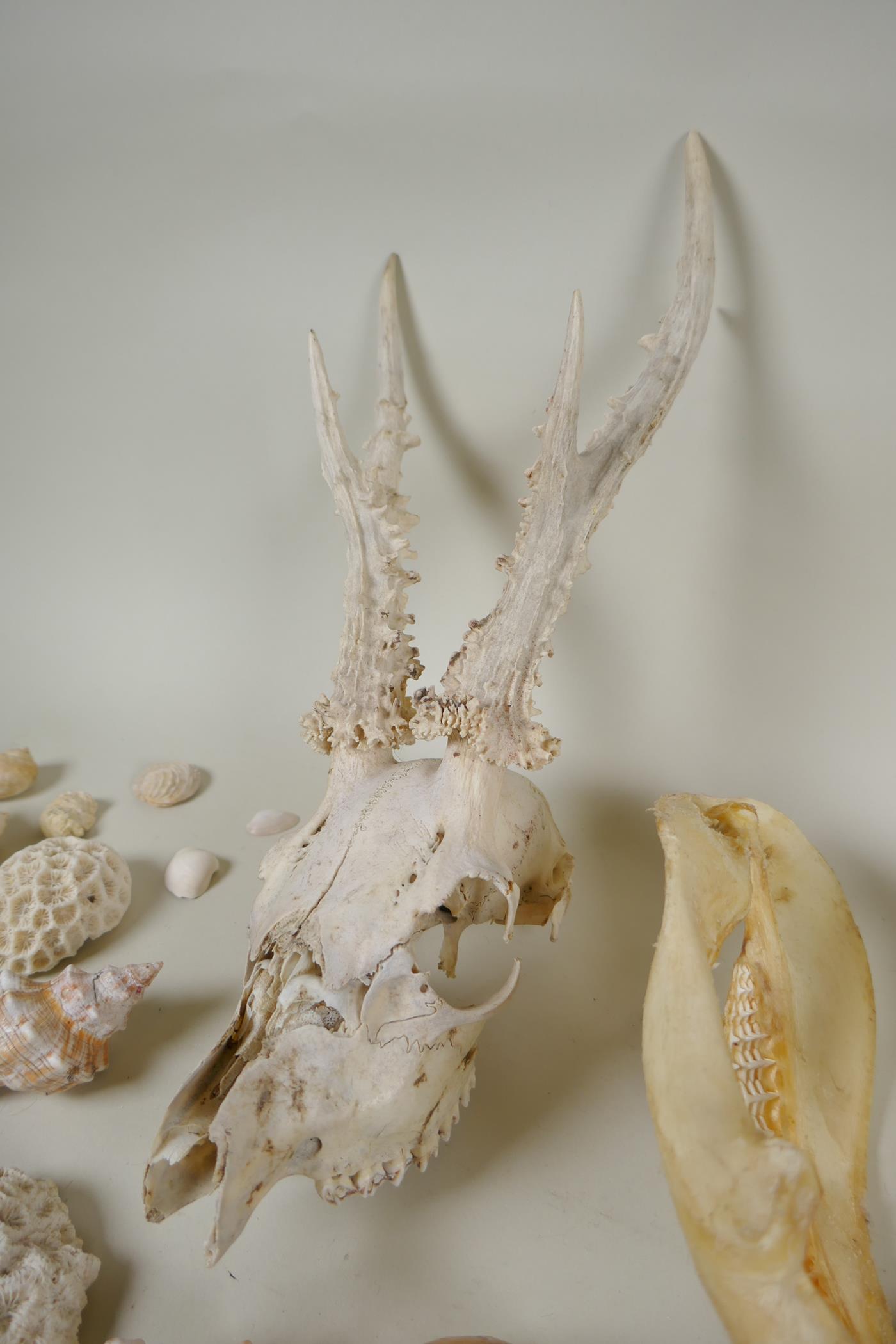 Natural History: a large collection of shells, animal skulls and fossils - Image 3 of 7