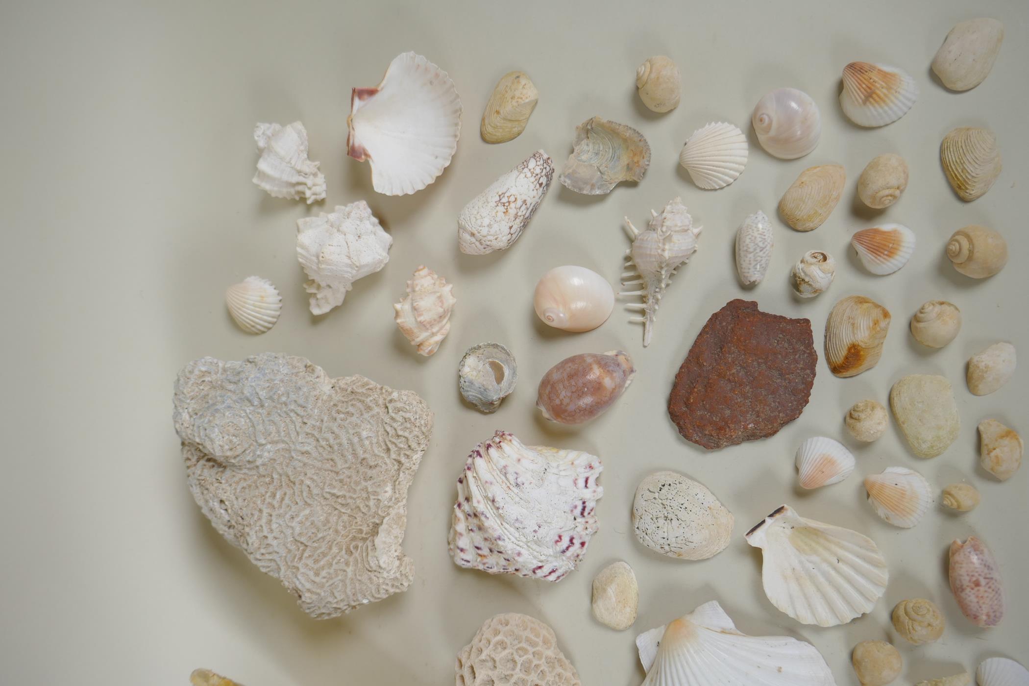 Natural History: a large collection of shells, animal skulls and fossils - Image 7 of 7