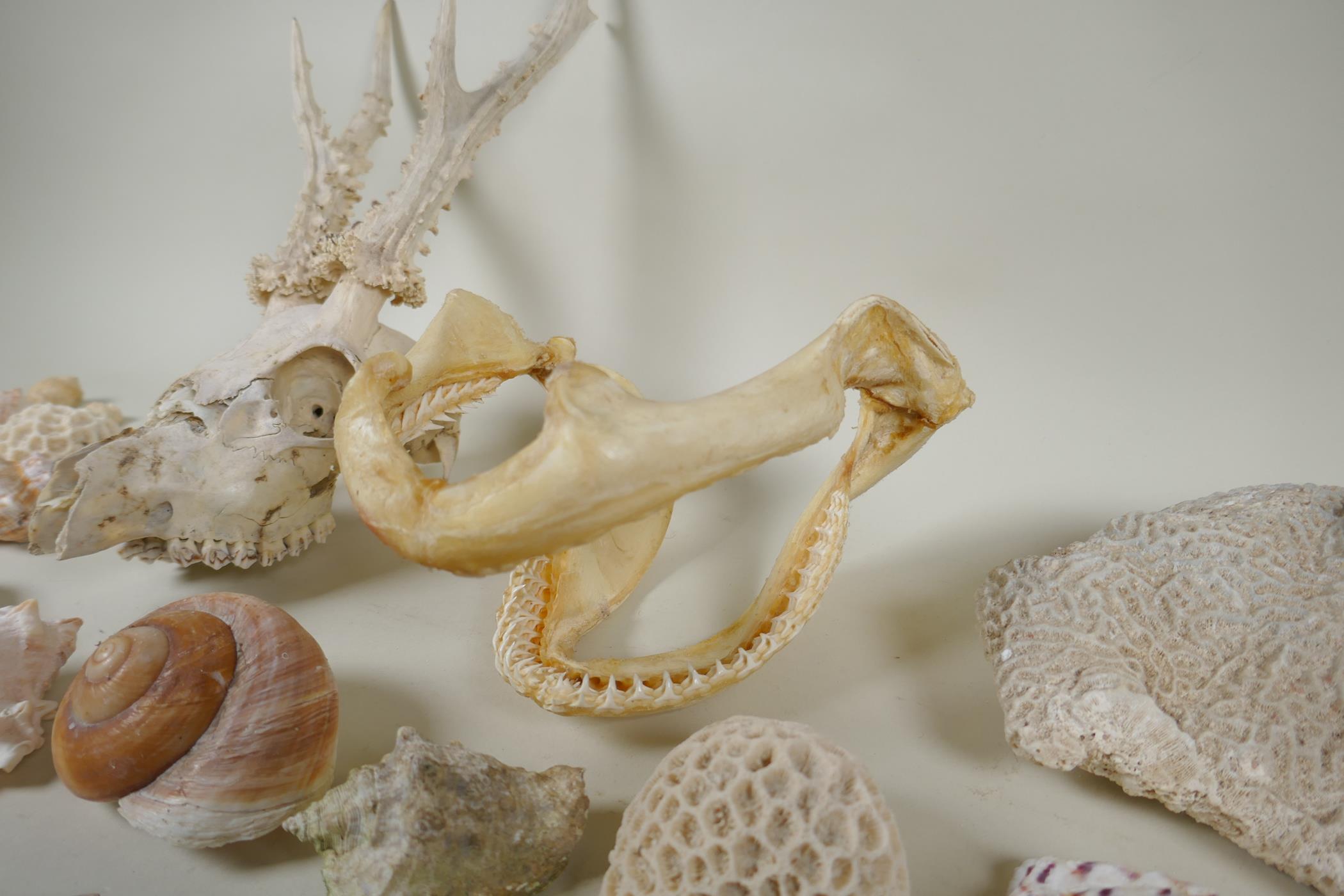 Natural History: a large collection of shells, animal skulls and fossils - Image 2 of 7