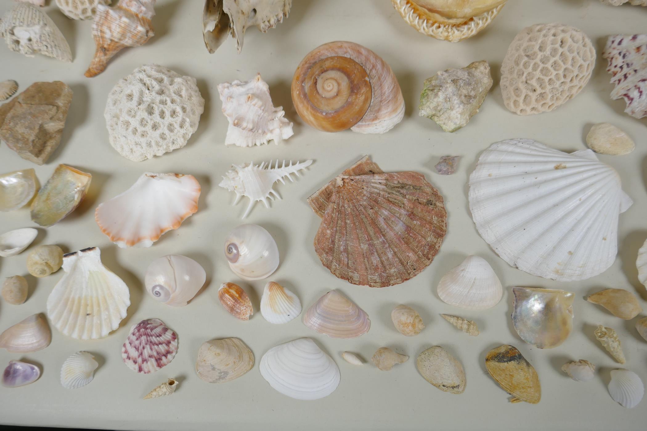 Natural History: a large collection of shells, animal skulls and fossils - Image 5 of 7