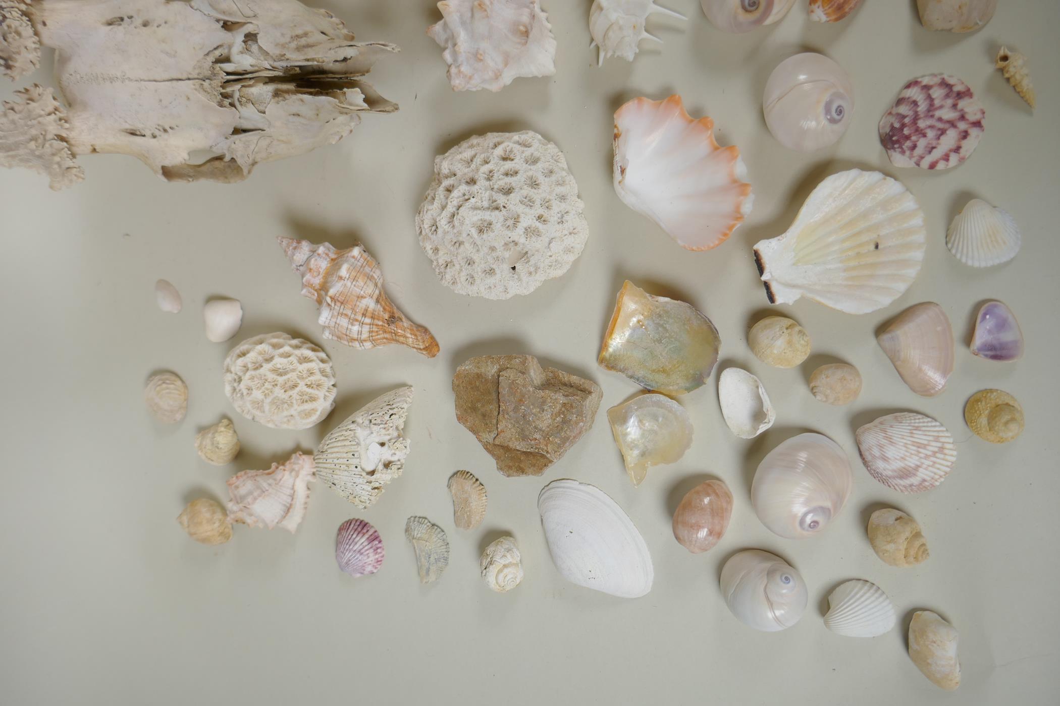 Natural History: a large collection of shells, animal skulls and fossils - Image 4 of 7