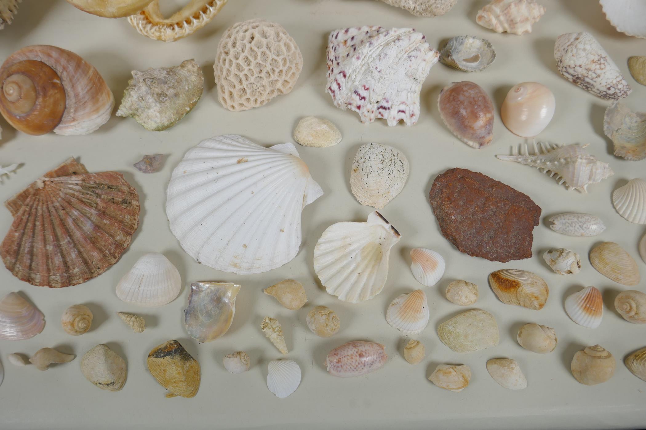 Natural History: a large collection of shells, animal skulls and fossils - Image 6 of 7