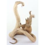 A Mid-20th Taxidermy Century Indian Cobra & Mongoose ‘A Fight for Survival’