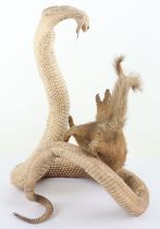 A Mid-20th Taxidermy Century Indian Cobra & Mongoose ‘A Fight for Survival’