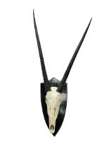 Antlers/Horns: Gemsbok Oryx (Oryx gazella gazella)